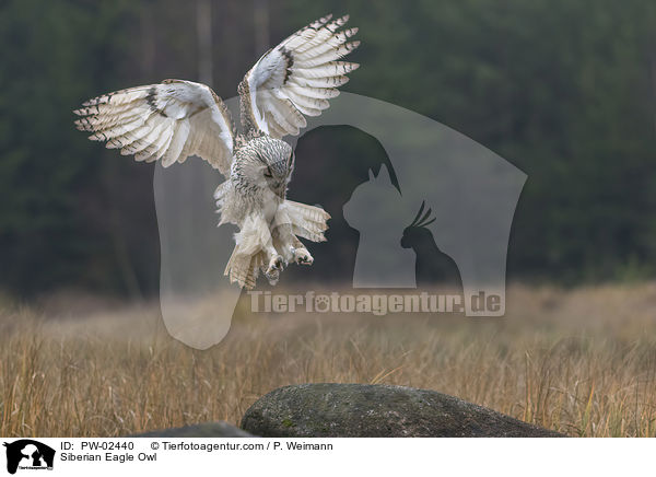 Siberian Eagle Owl / PW-02440