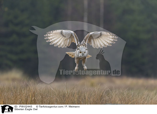 Siberian Eagle Owl / PW-02445