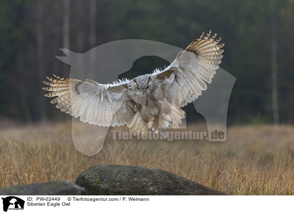 Siberian Eagle Owl / PW-02449