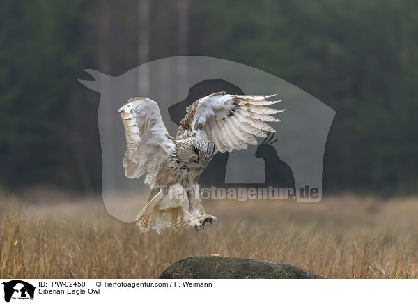 Siberian Eagle Owl / PW-02450