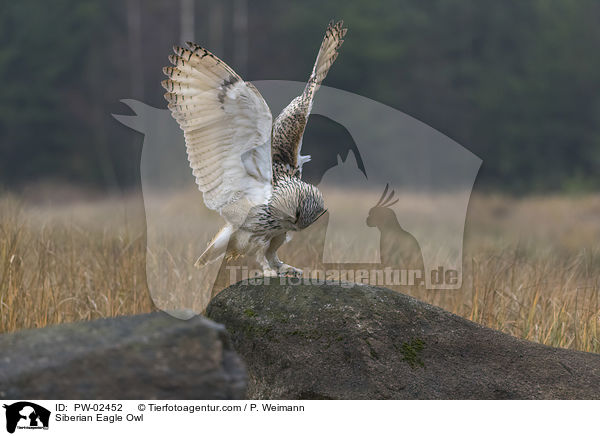 Siberian Eagle Owl / PW-02452