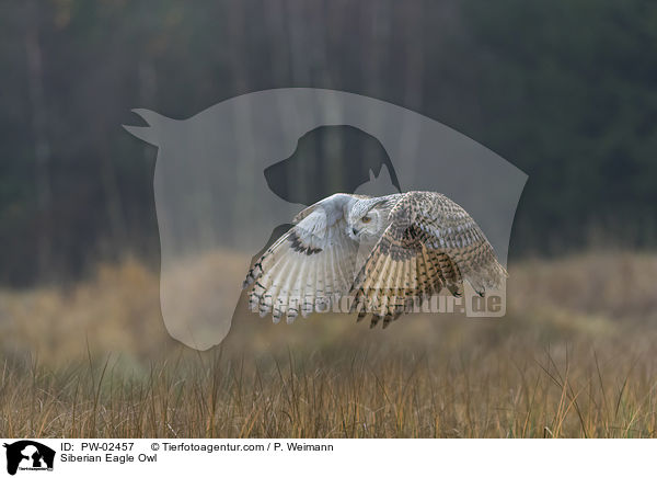 Siberian Eagle Owl / PW-02457