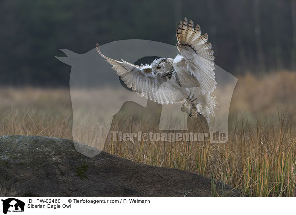 Siberian Eagle Owl / PW-02460