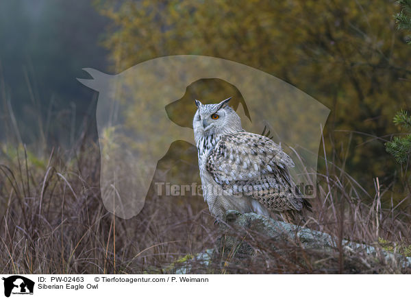 Siberian Eagle Owl / PW-02463