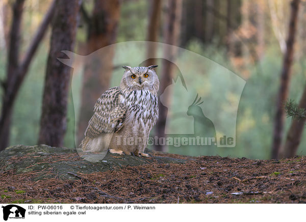 sitzender Sibirischer Uhu / sitting siberian egale owl / PW-06016