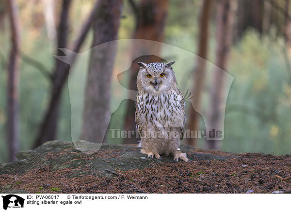 sitzender Sibirischer Uhu / sitting siberian egale owl / PW-06017