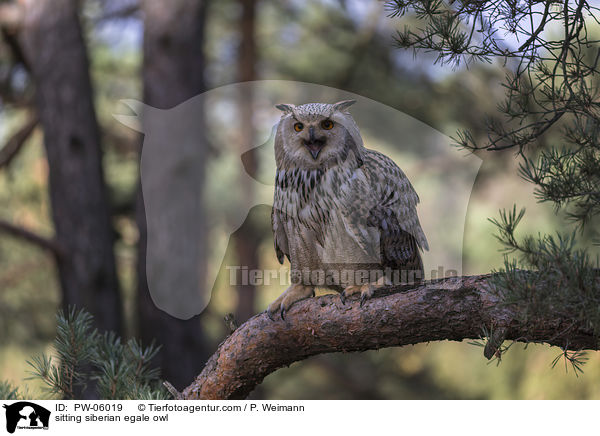 sitzender Sibirischer Uhu / sitting siberian egale owl / PW-06019
