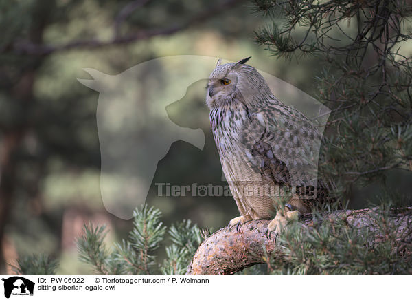 sitzender Sibirischer Uhu / sitting siberian egale owl / PW-06022