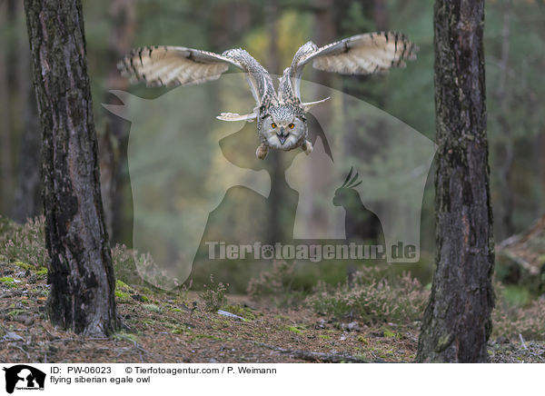 fliegender Sibirischer Uhu / flying siberian egale owl / PW-06023