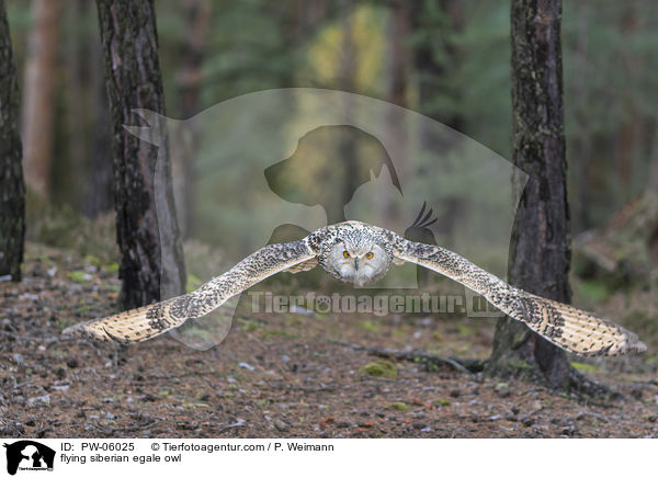fliegender Sibirischer Uhu / flying siberian egale owl / PW-06025