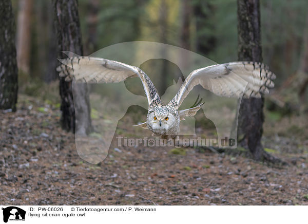 fliegender Sibirischer Uhu / flying siberian egale owl / PW-06026