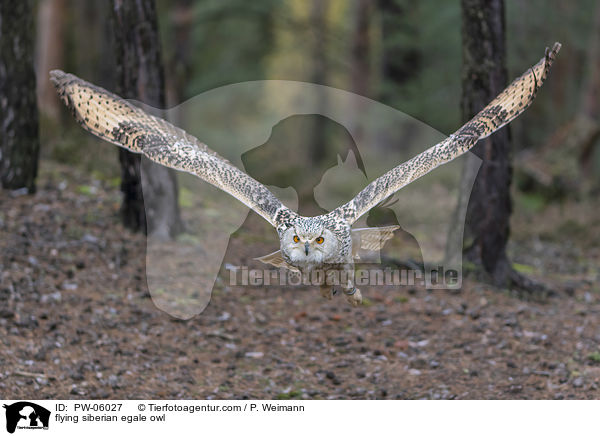 fliegender Sibirischer Uhu / flying siberian egale owl / PW-06027