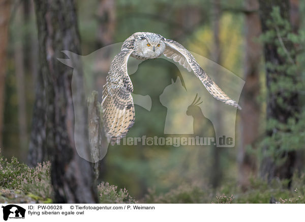 fliegender Sibirischer Uhu / flying siberian egale owl / PW-06028