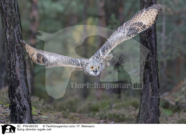 fliegender Sibirischer Uhu / flying siberian egale owl / PW-06030