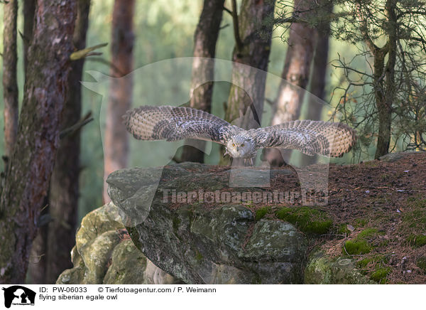 fliegender Sibirischer Uhu / flying siberian egale owl / PW-06033