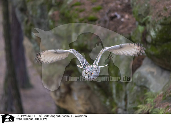 fliegender Sibirischer Uhu / flying siberian egale owl / PW-06034