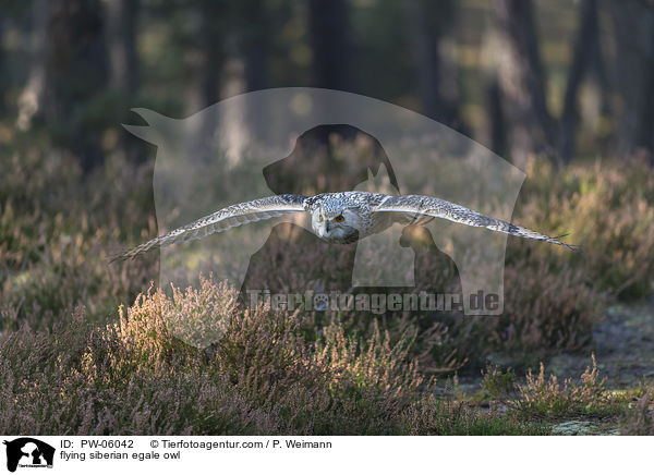 fliegender Sibirischer Uhu / flying siberian egale owl / PW-06042