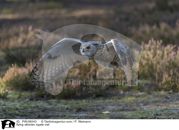 fliegender Sibirischer Uhu / flying siberian egale owl / PW-06043
