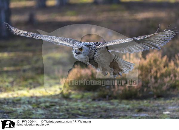 fliegender Sibirischer Uhu / flying siberian egale owl / PW-06044