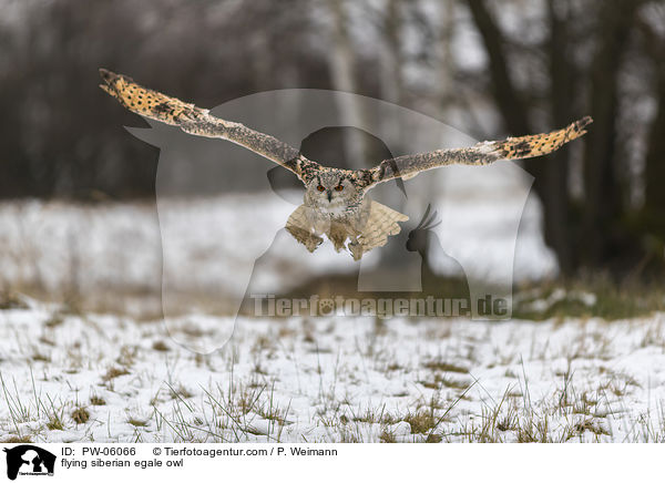 fliegender Sibirischer Uhu / flying siberian egale owl / PW-06066