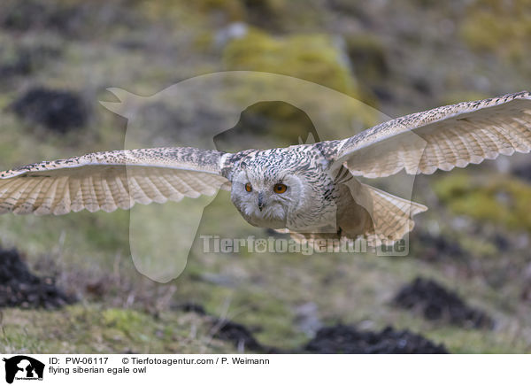 fliegender Sibirischer Uhu / flying siberian egale owl / PW-06117