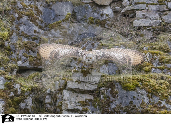 flying siberian egale owl / PW-06118