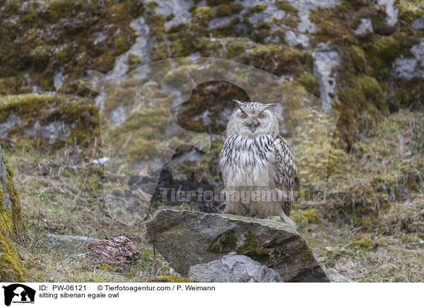 sitzender Sibirischer Uhu / sitting siberian egale owl / PW-06121
