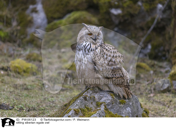 sitzender Sibirischer Uhu / sitting siberian egale owl / PW-06123