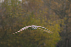 Sibirien eagle owl