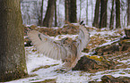 Siberian eagle owl