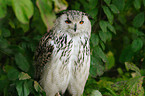 siberian eagle owl