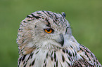 siberian eagle owl