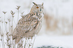 Siberian Eagle Owl