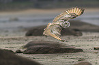 Siberian Eagle Owl