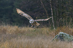 Siberian Eagle Owl