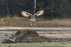 Siberian Eagle Owl