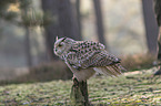 sitting siberian egale owl