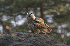 sitting siberian egale owl