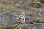 sitting siberian egale owl