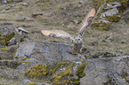 flying siberian egale owl