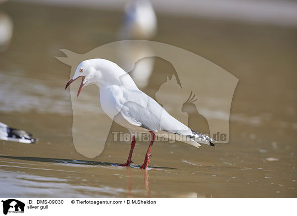 Silberkopfmwe / silver gull / DMS-09030