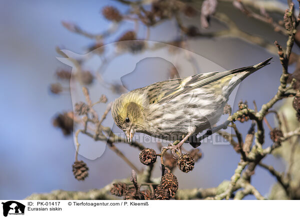 Eurasian siskin / PK-01417