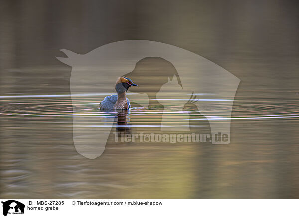 horned grebe / MBS-27285