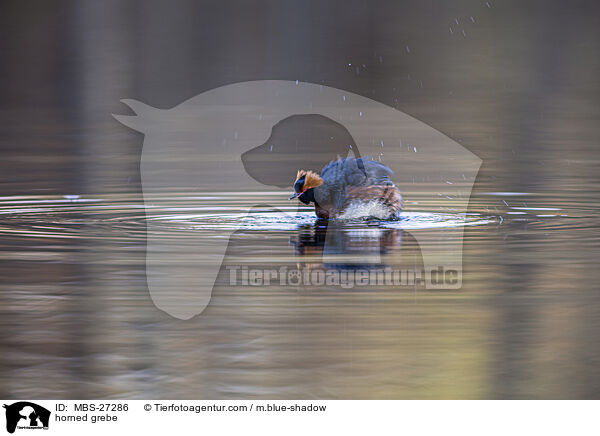 Ohrentaucher / horned grebe / MBS-27286