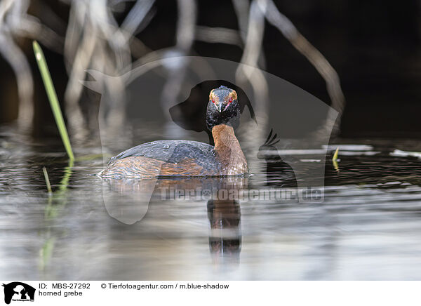 Ohrentaucher / horned grebe / MBS-27292