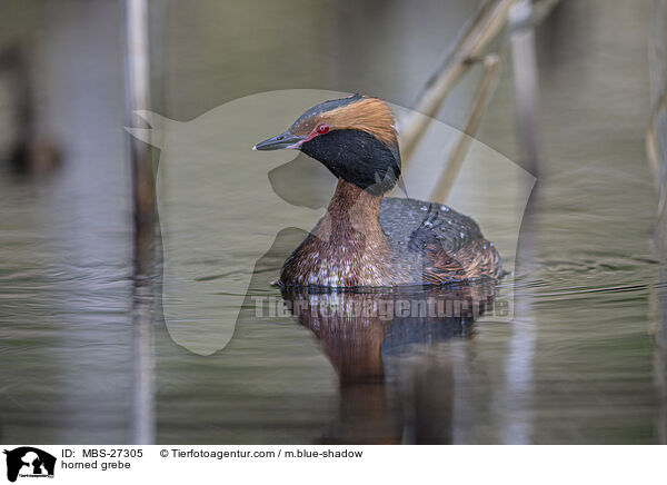 Ohrentaucher / horned grebe / MBS-27305