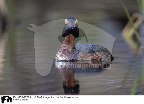 Ohrentaucher / horned grebe / MBS-27309