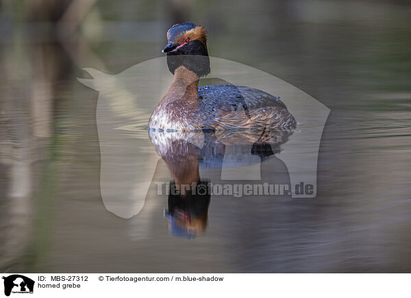 Ohrentaucher / horned grebe / MBS-27312