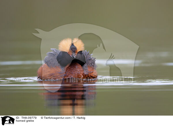 Ohrentaucher / horned grebe / THA-09779