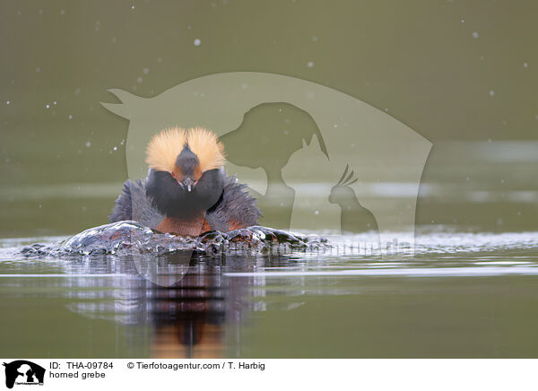 horned grebe / THA-09784